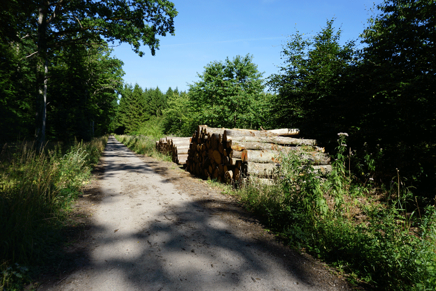 Skovbrug